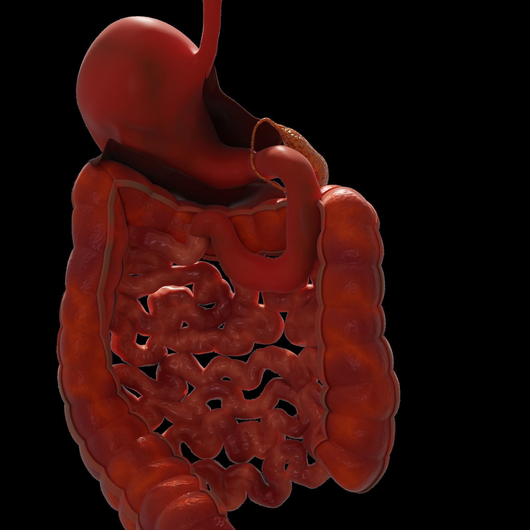 Human Stomach and Small Intestines 3D model_3