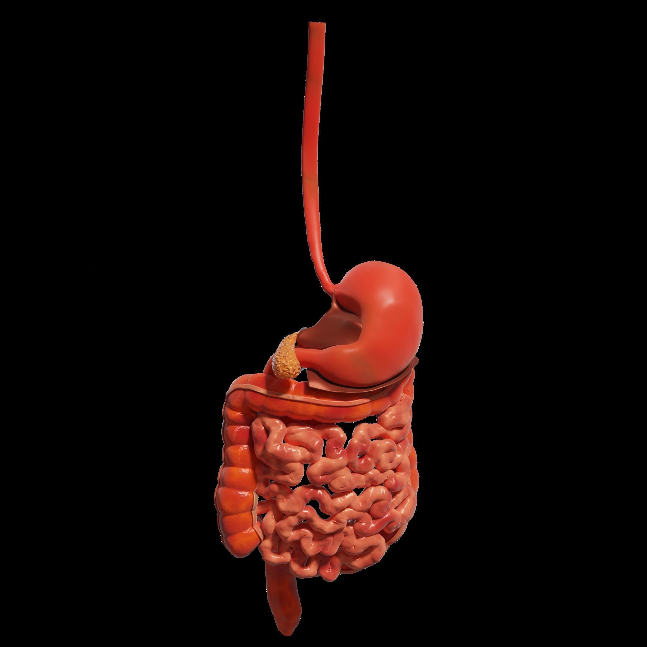 Human Stomach and Small Intestines 3D model_1