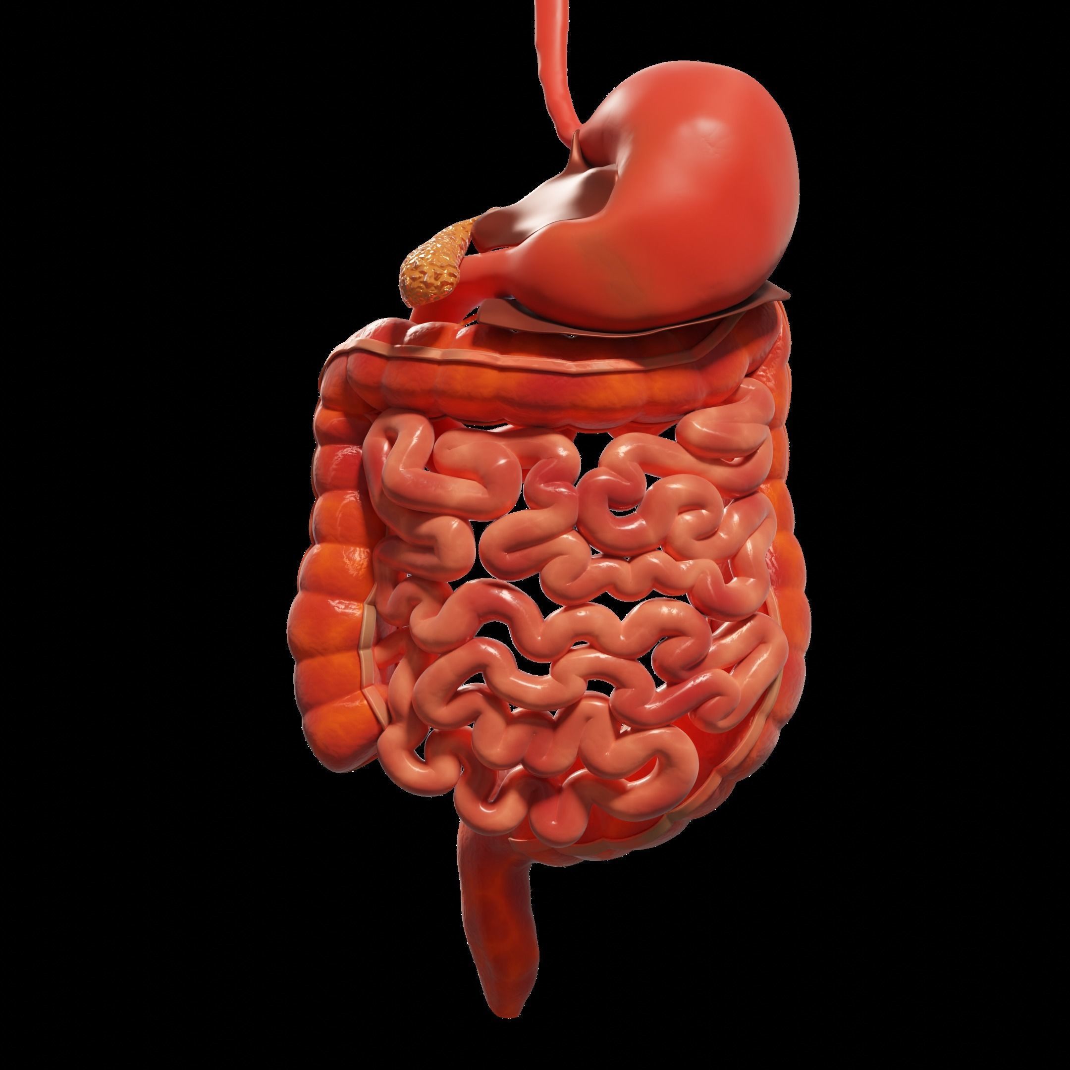 Human Stomach and Small Intestines 3D model_2