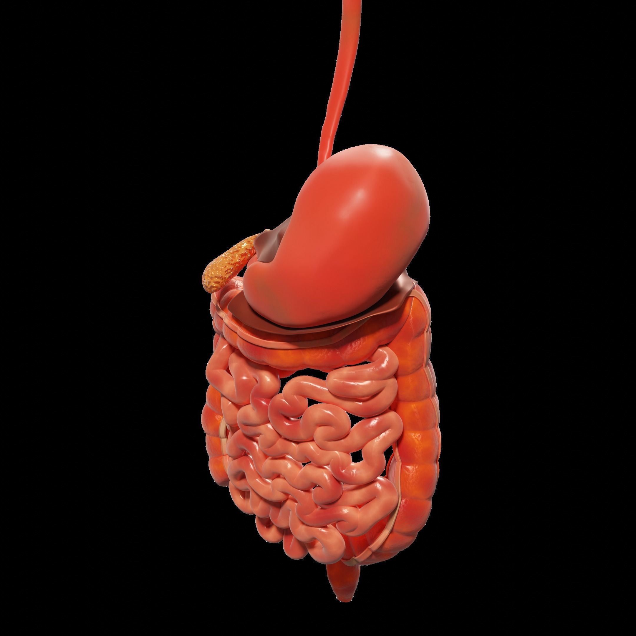 Human Stomach and Small Intestines 3D model_8
