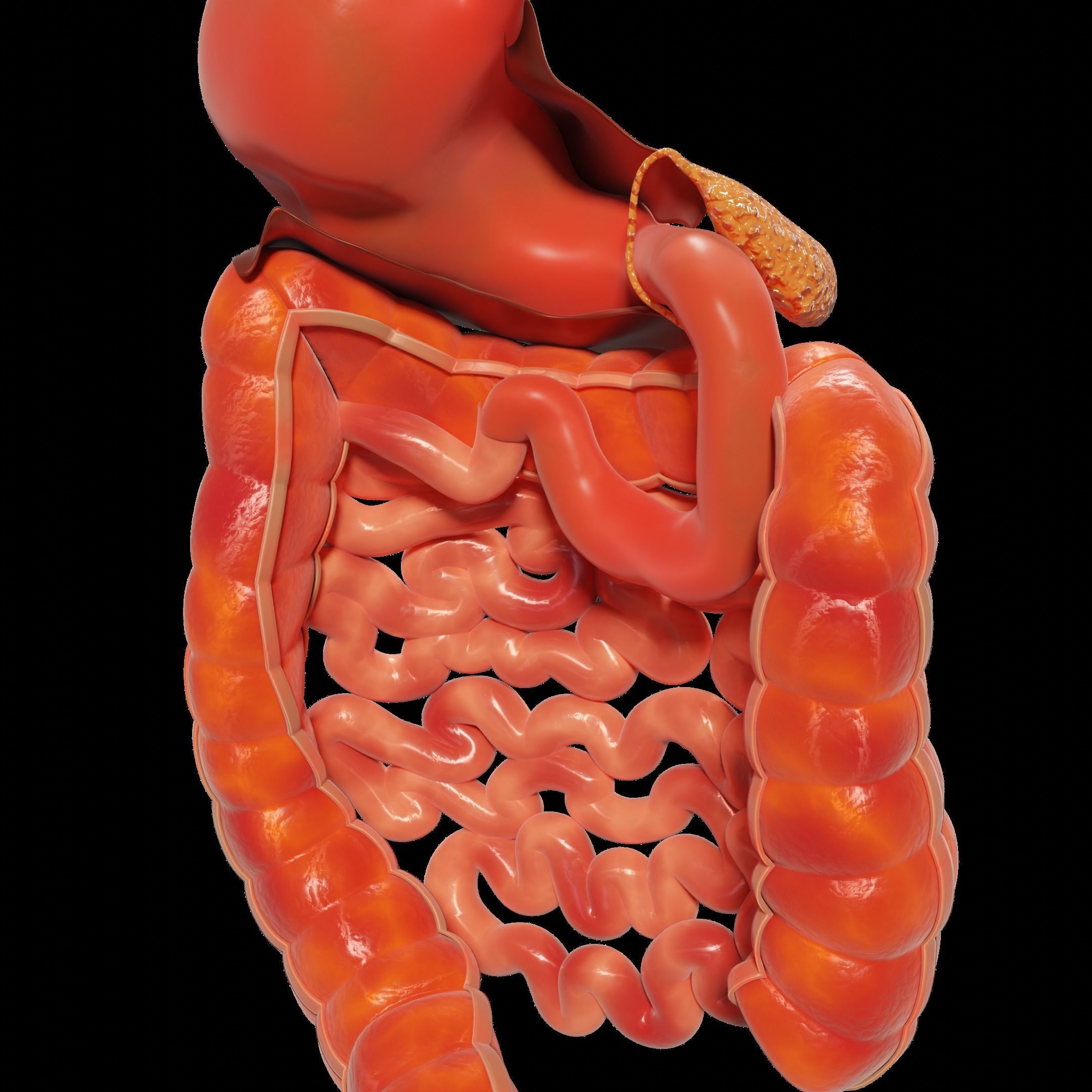 Human Stomach and Small Intestines 3D model_5