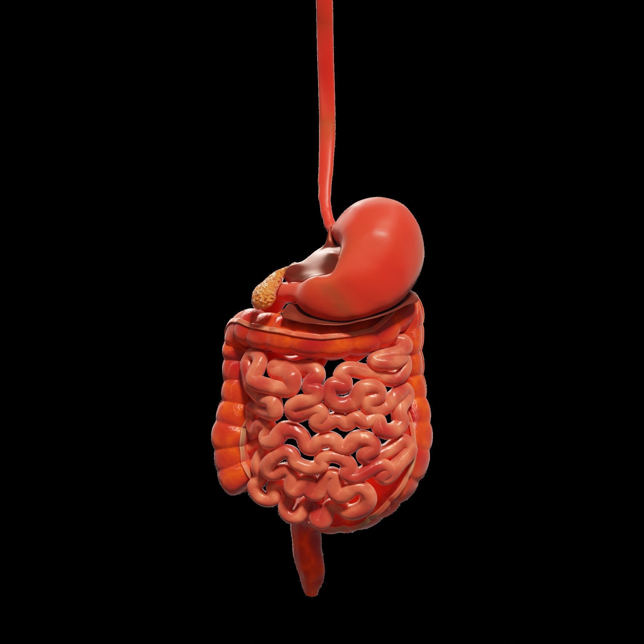 Human Stomach and Small Intestines 3D model_9