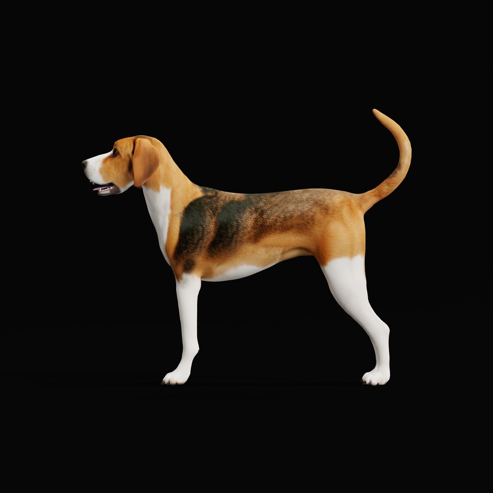 English Foxhound Dog 3D model_29