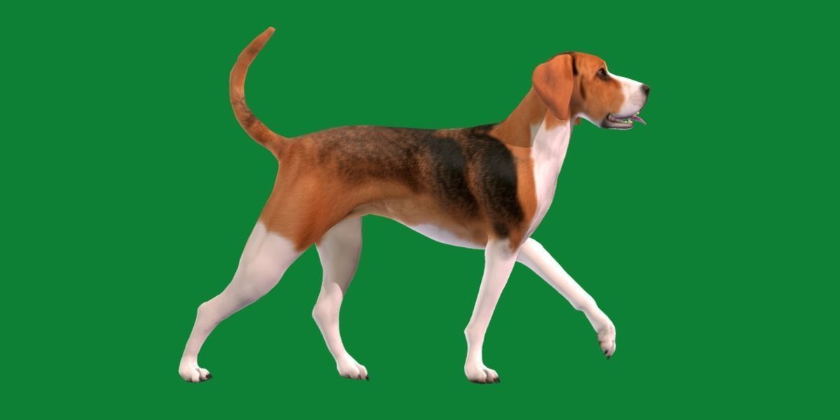 English Foxhound Dog 3D model_3