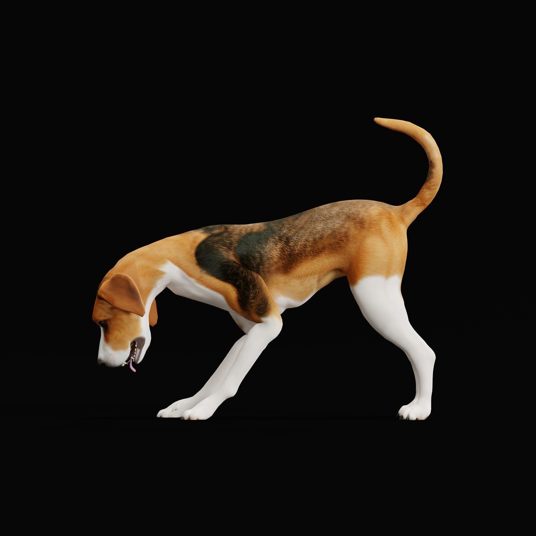 English Foxhound Dog 3D model_34