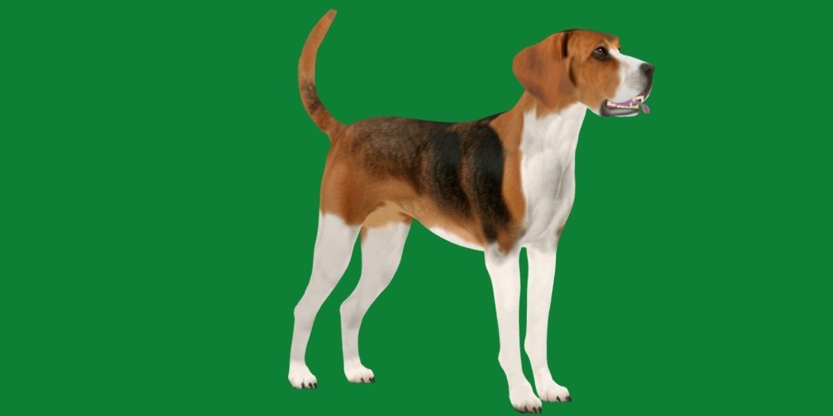 English Foxhound Dog 3D model_25
