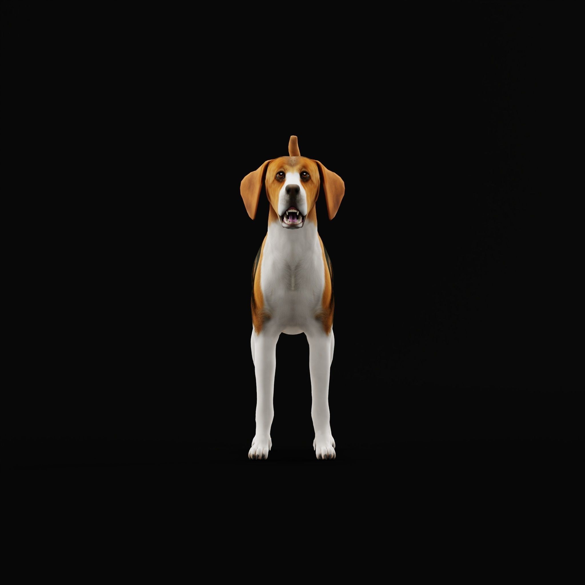 English Foxhound Dog 3D model_28