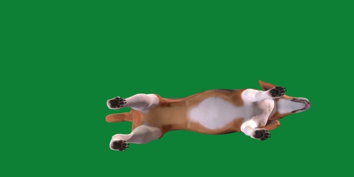 English Foxhound Dog 3D model_4