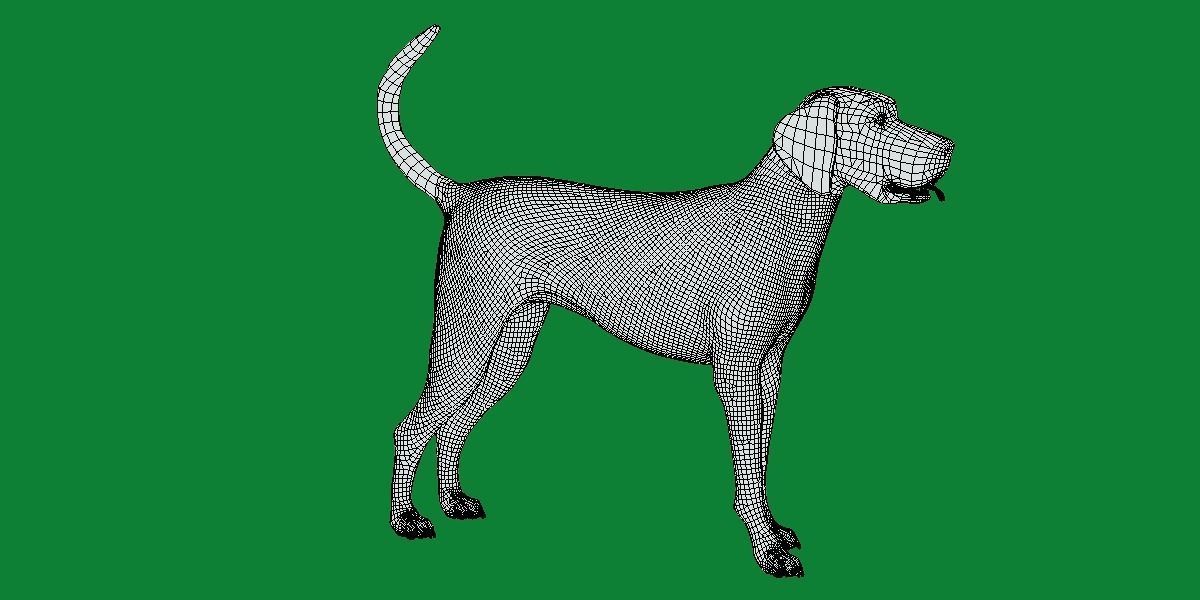 English Foxhound Dog 3D model_12