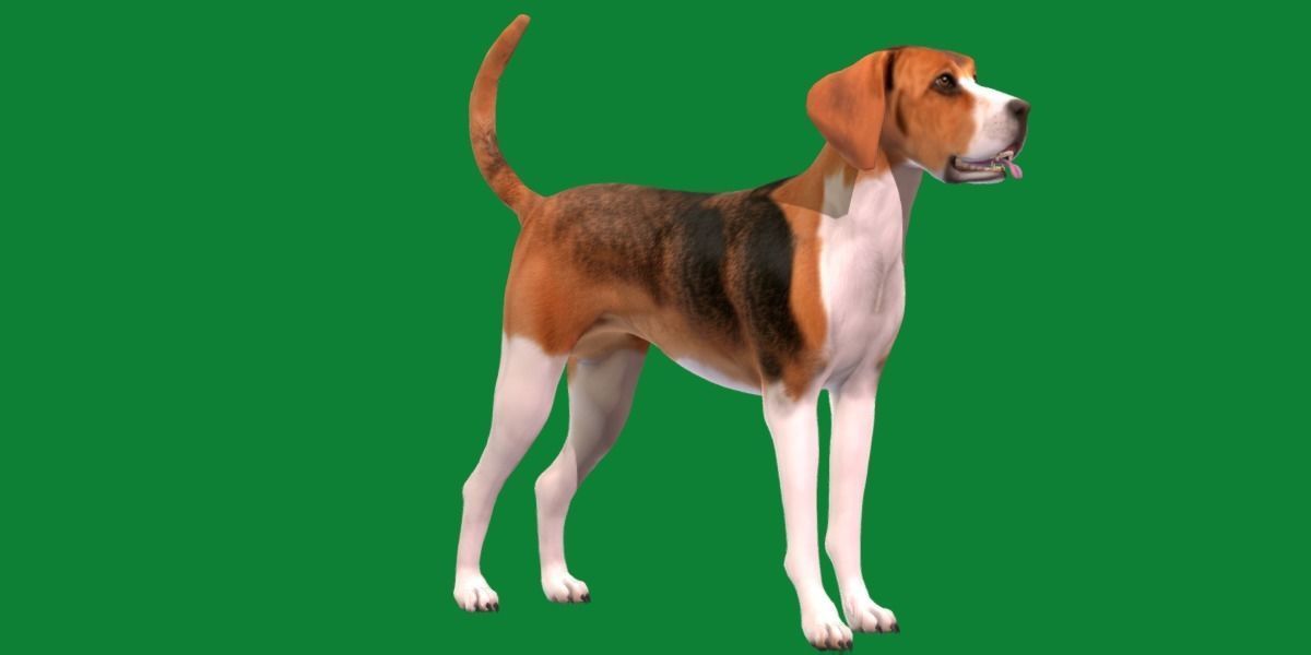 English Foxhound Dog 3D model_22