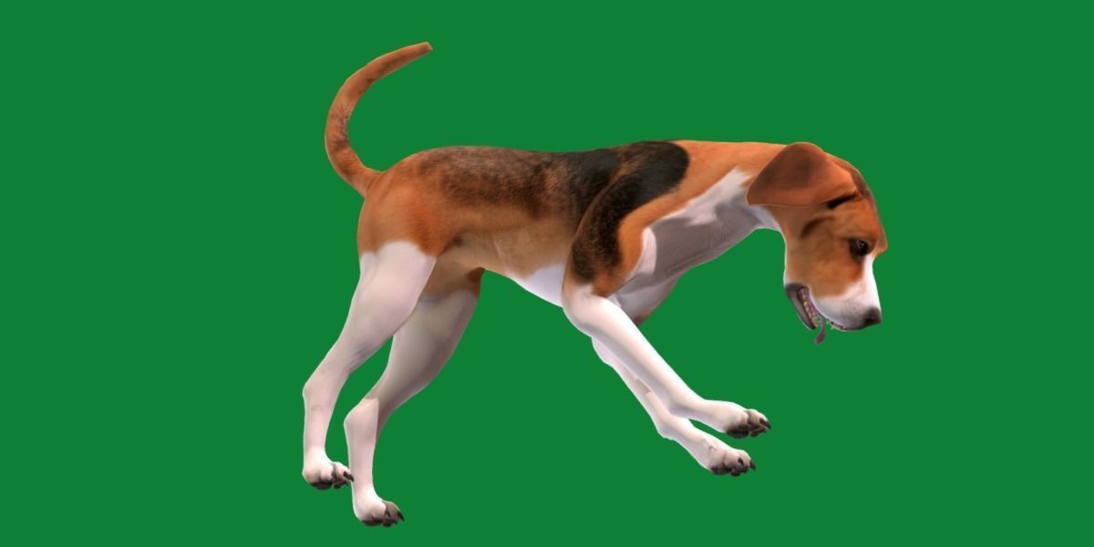 English Foxhound Dog 3D model_21