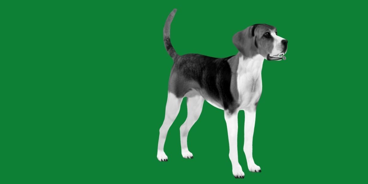 English Foxhound Dog 3D model_9