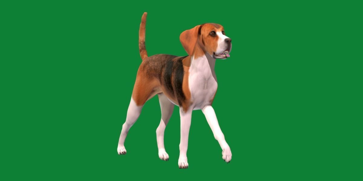 English Foxhound Dog 3D model_26