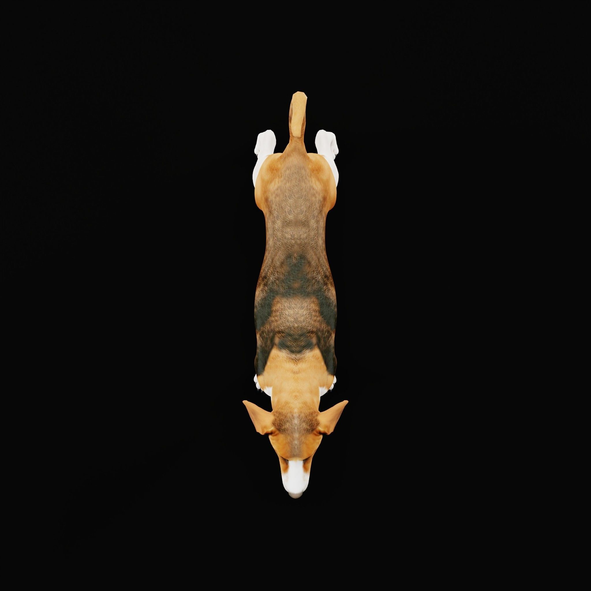 English Foxhound Dog 3D model_30