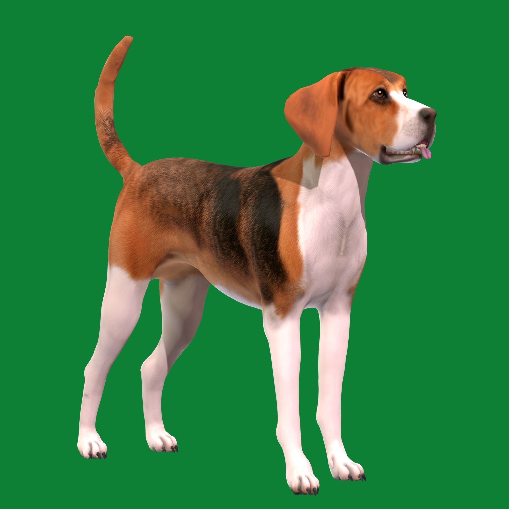 English Foxhound Dog 3D model_17