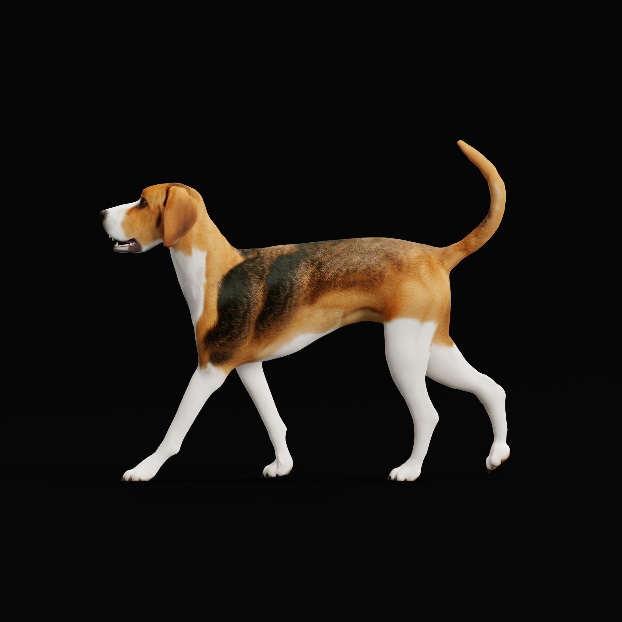 English Foxhound Dog 3D model_31