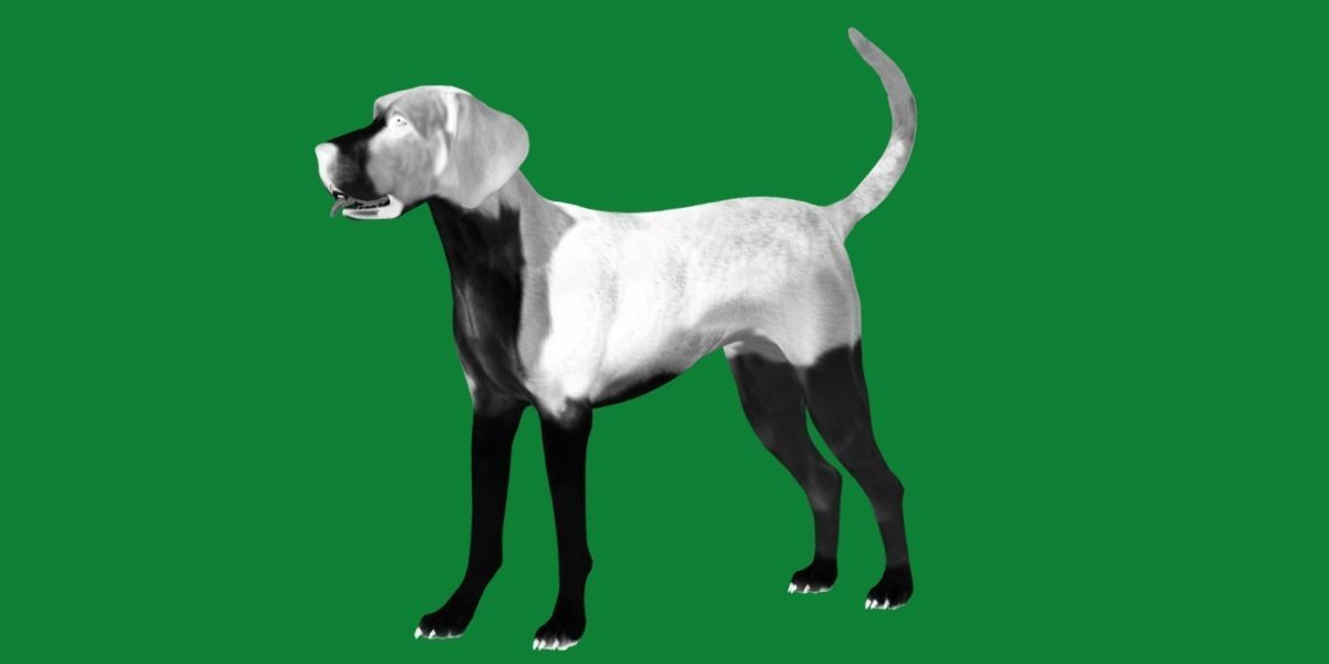 English Foxhound Dog 3D model_8