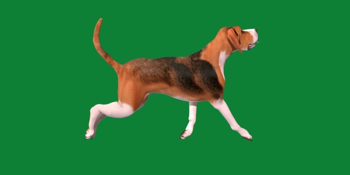 English Foxhound Dog 3D model_14