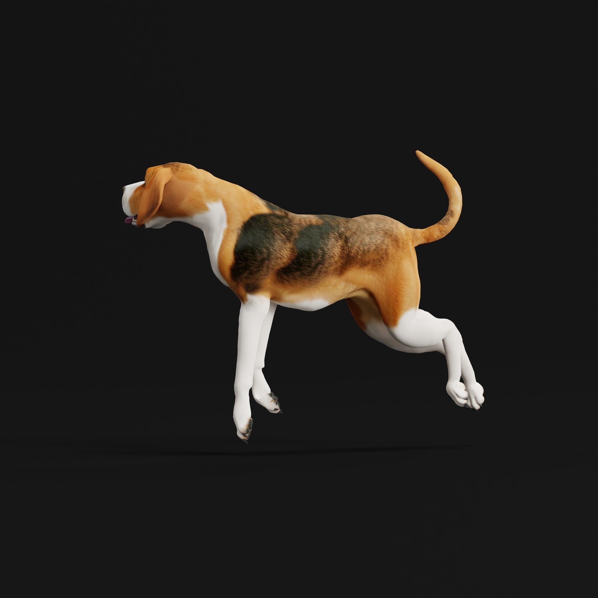 English Foxhound Dog 3D model_32