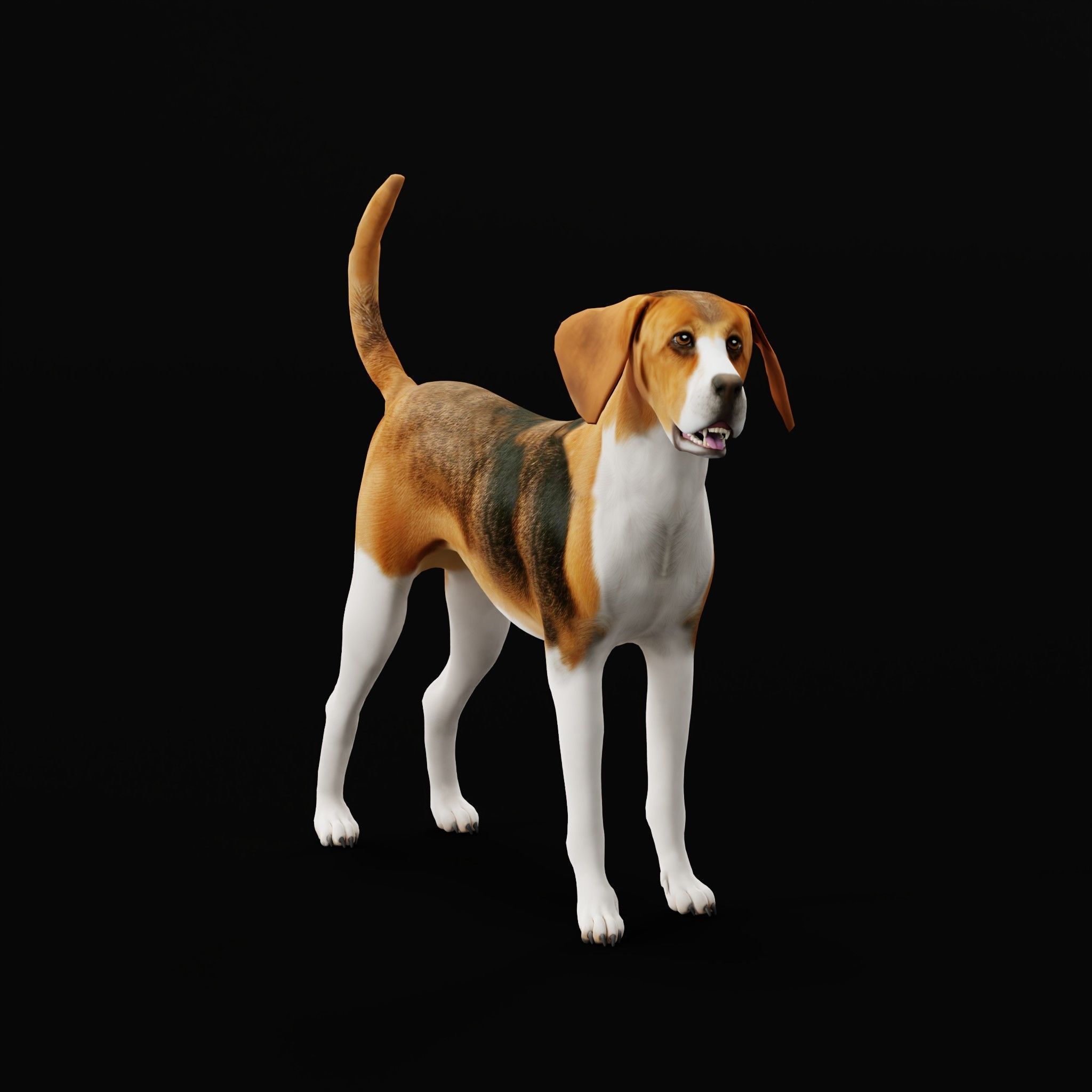 English Foxhound Dog 3D model_35