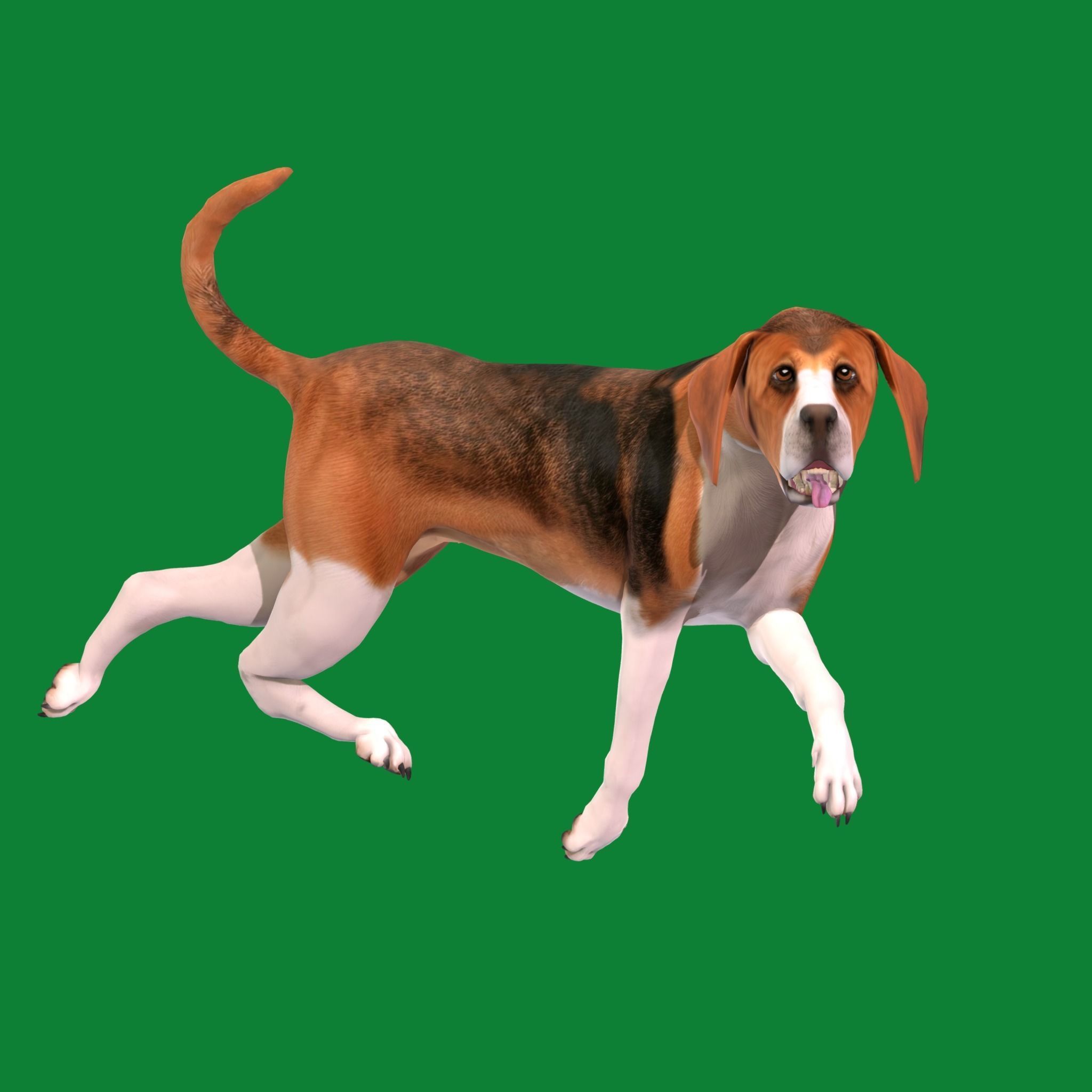 English Foxhound Dog 3D model_18