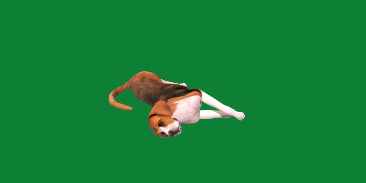 English Foxhound Dog 3D model_20