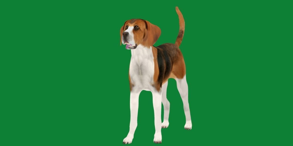 English Foxhound Dog 3D model_5