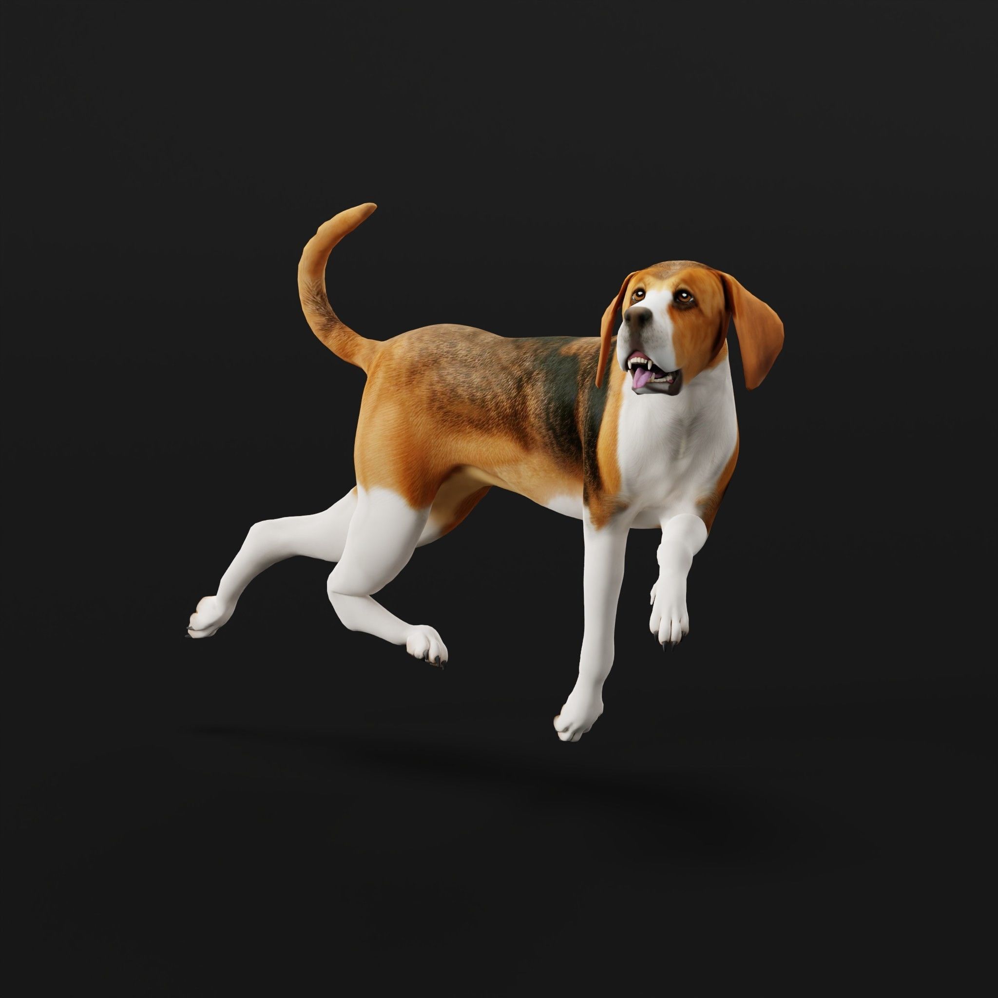 English Foxhound Dog 3D model_33