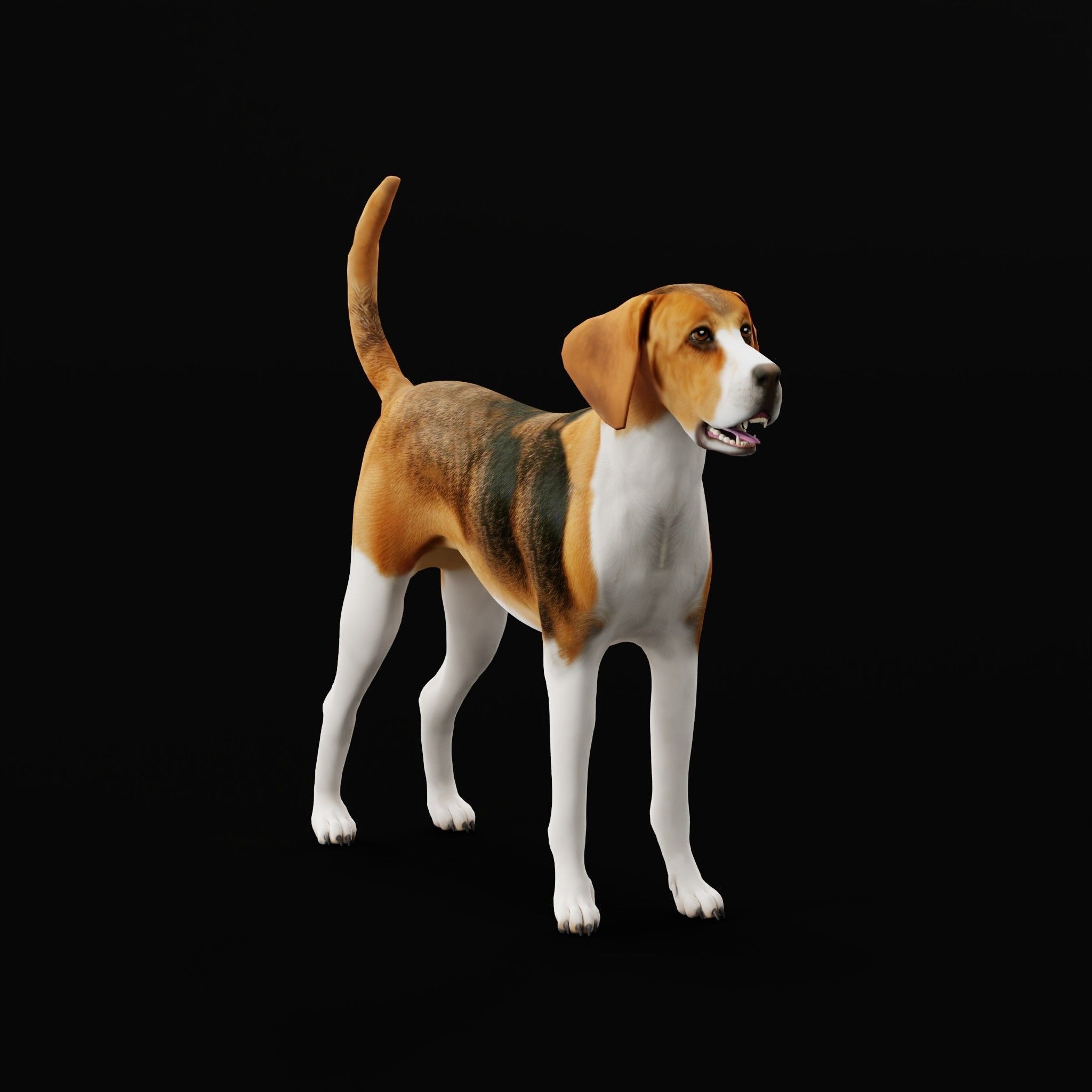 English Foxhound Dog 3D model_27