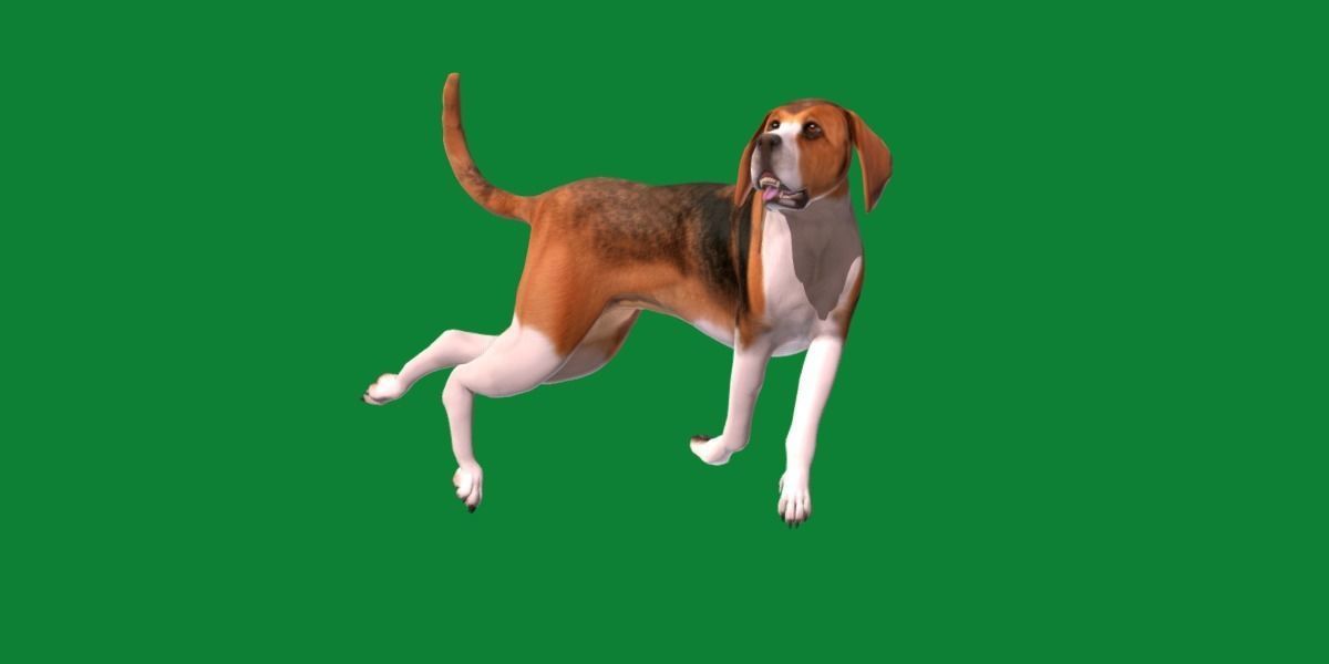 English Foxhound Dog 3D model_19