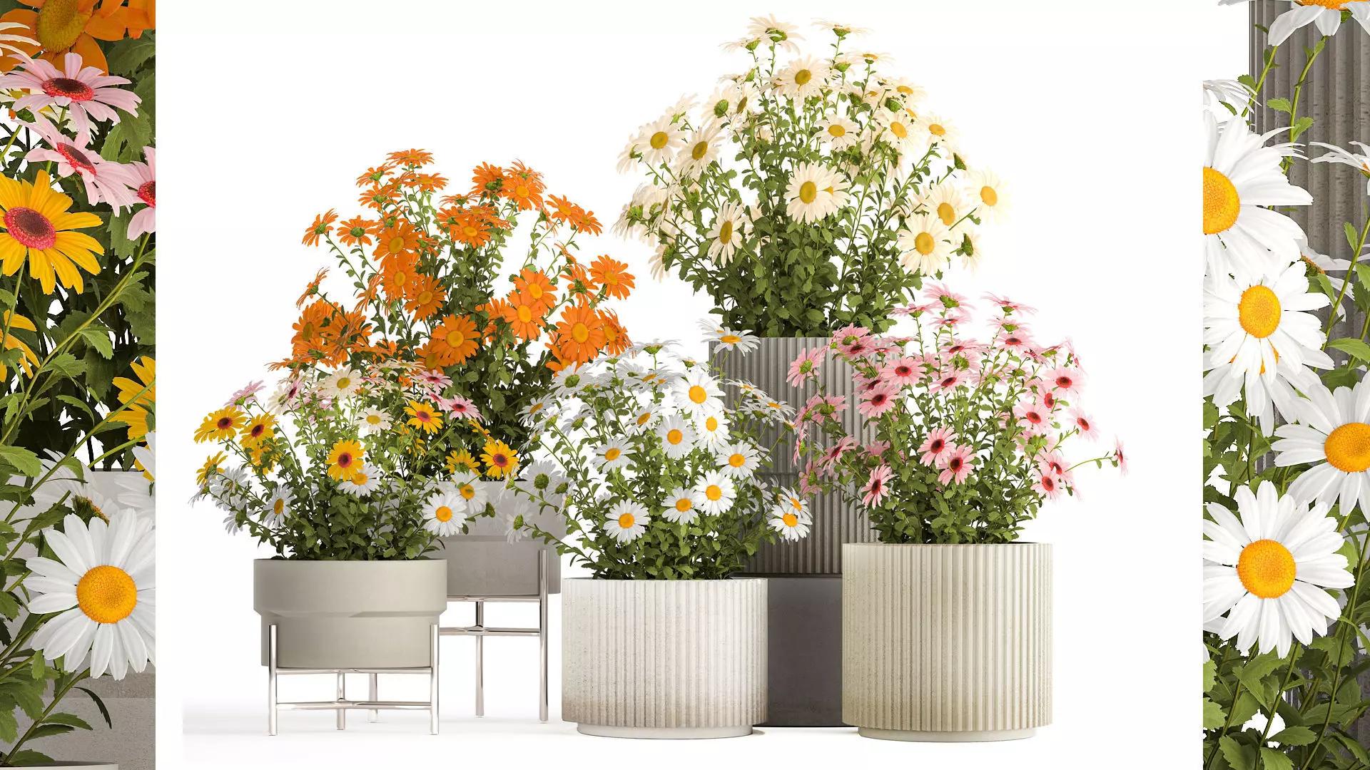 Set of garden flower bushes Chamomile Chrysanthemum 1472 3D model