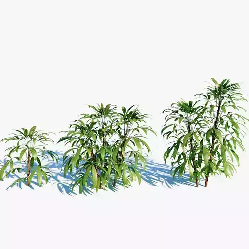 Chuniophoenix humilis a