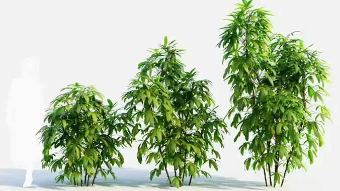 Chuniophoenix humilis b