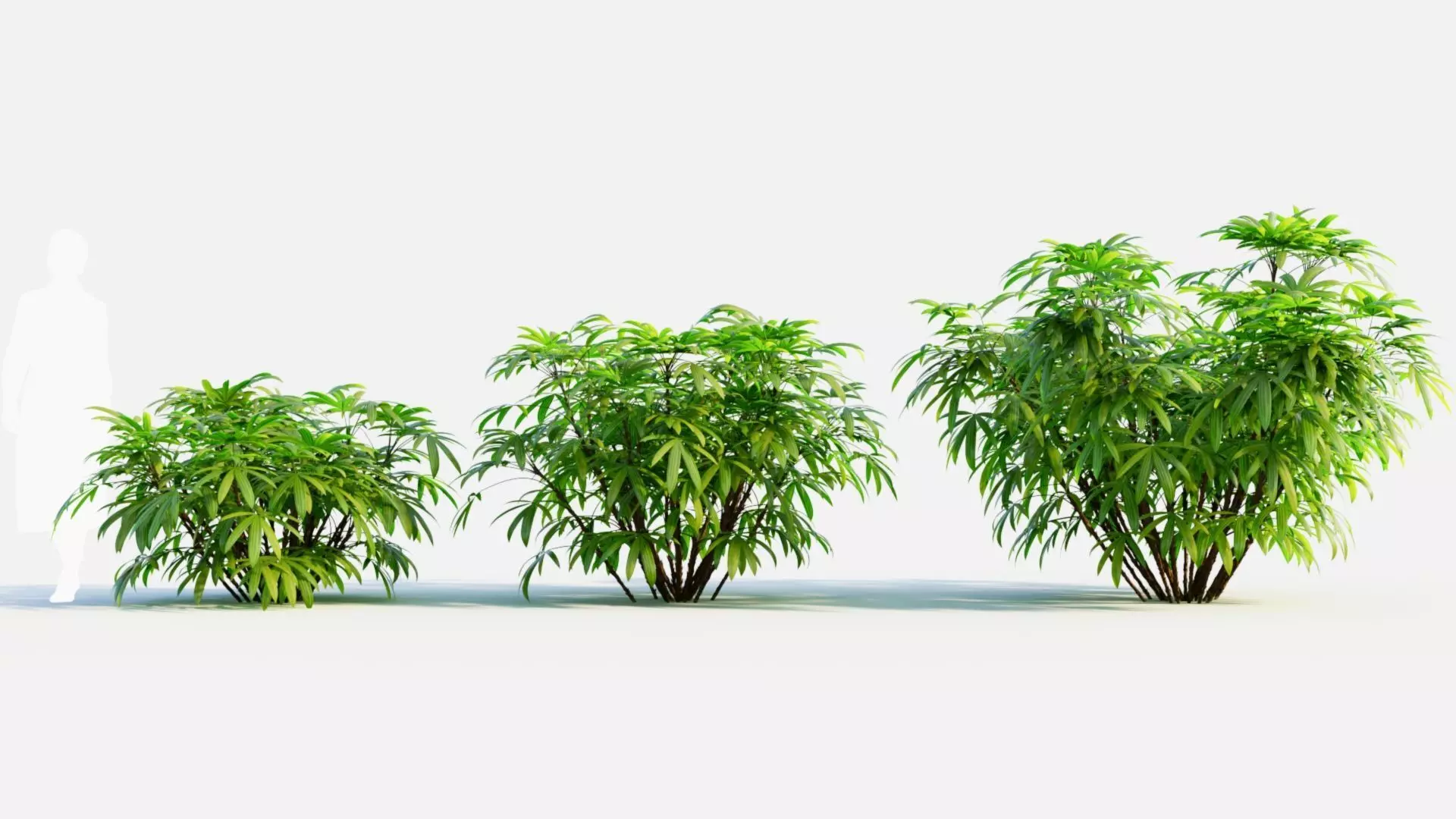 Chuniophoenix humilis c 3D model_0