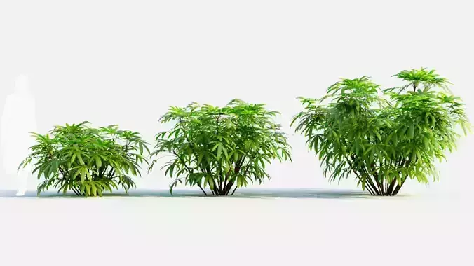 Chuniophoenix humilis c