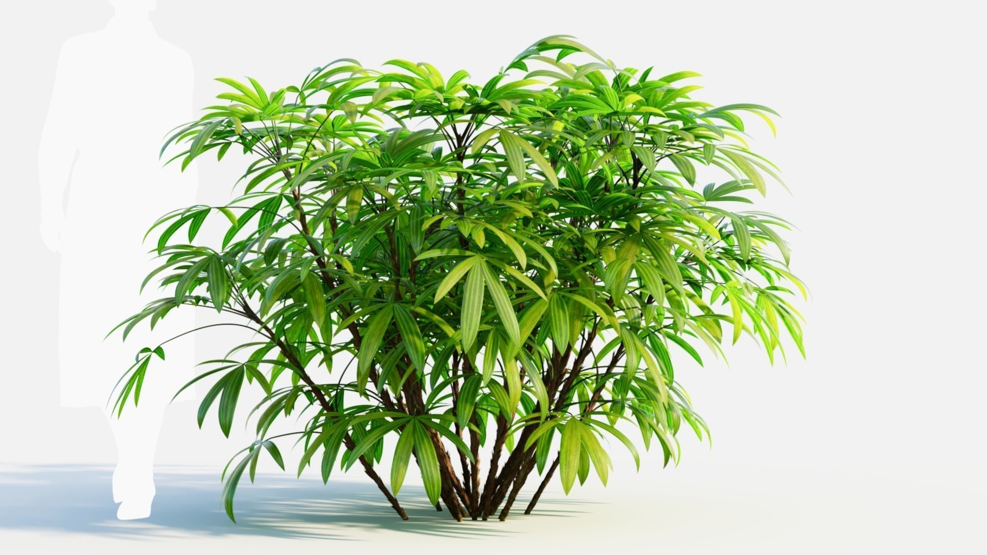 Chuniophoenix humilis c 3D model_6