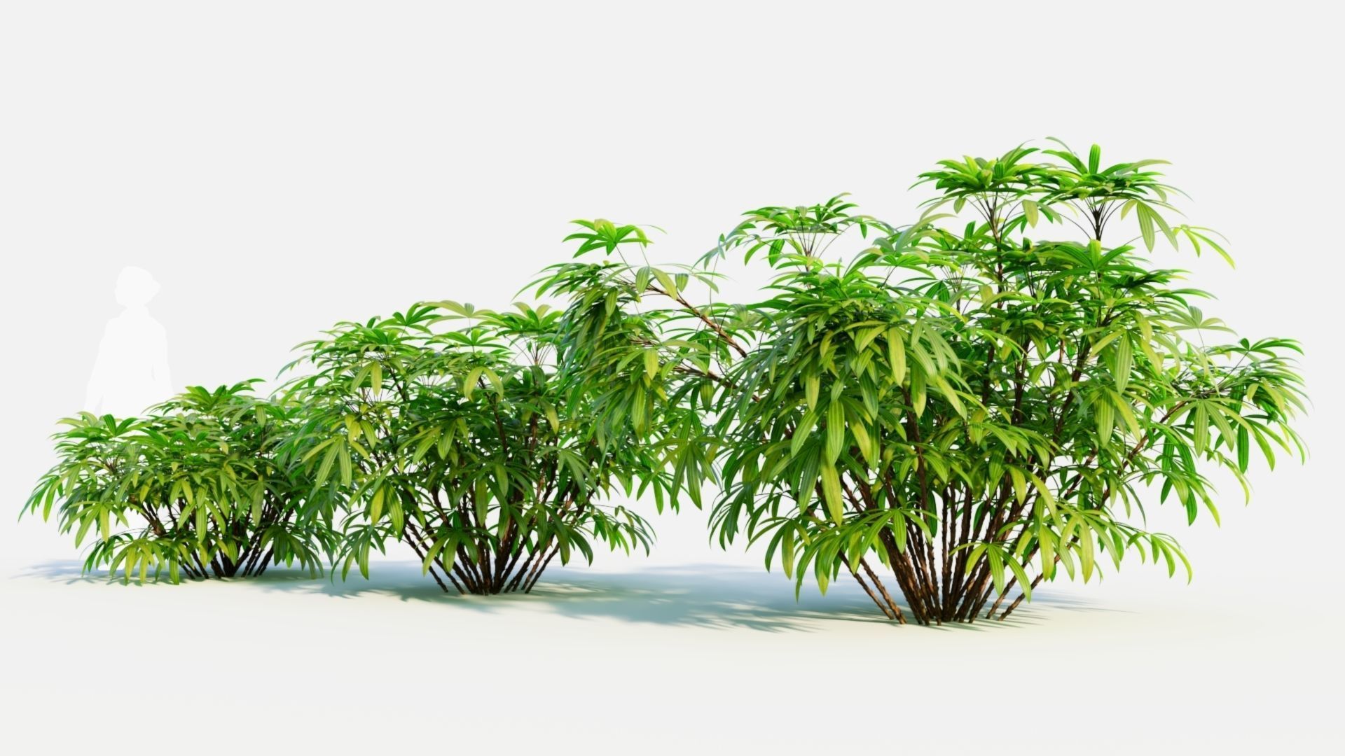 Chuniophoenix humilis c 3D model_1