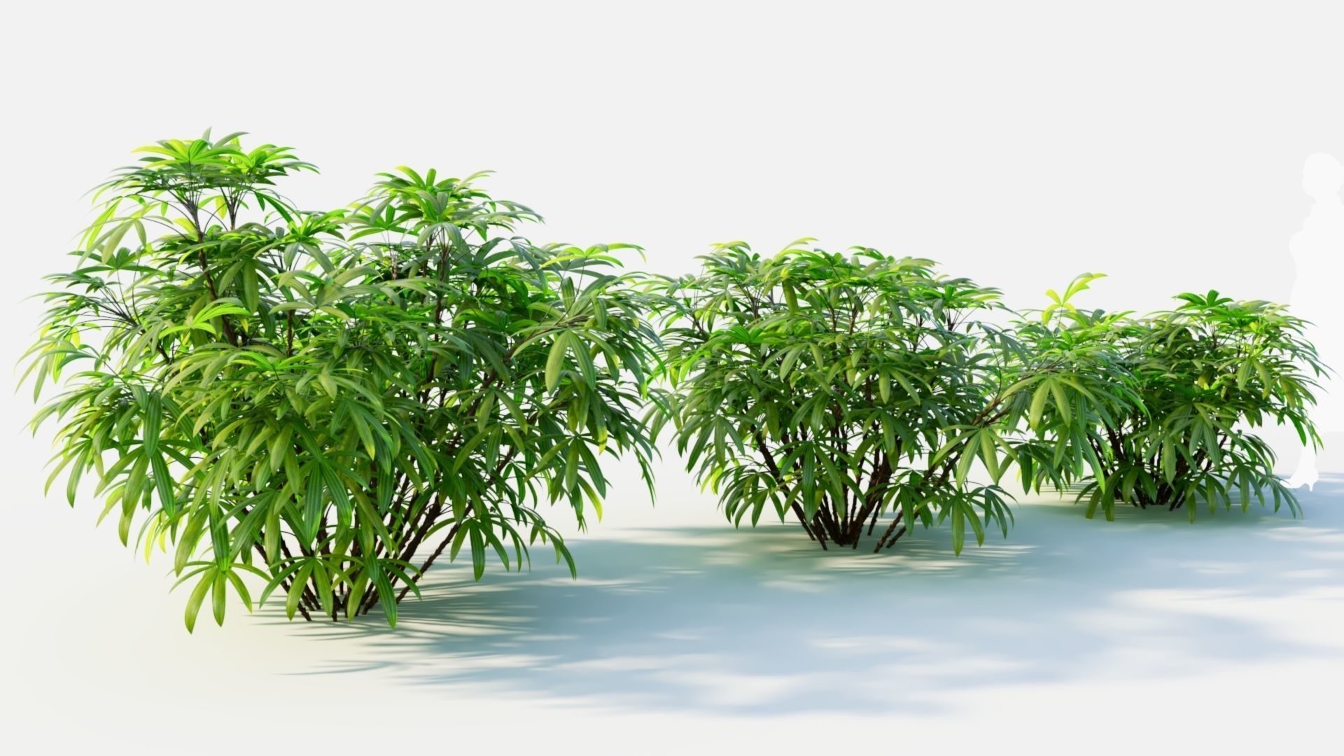 Chuniophoenix humilis c 3D model_4