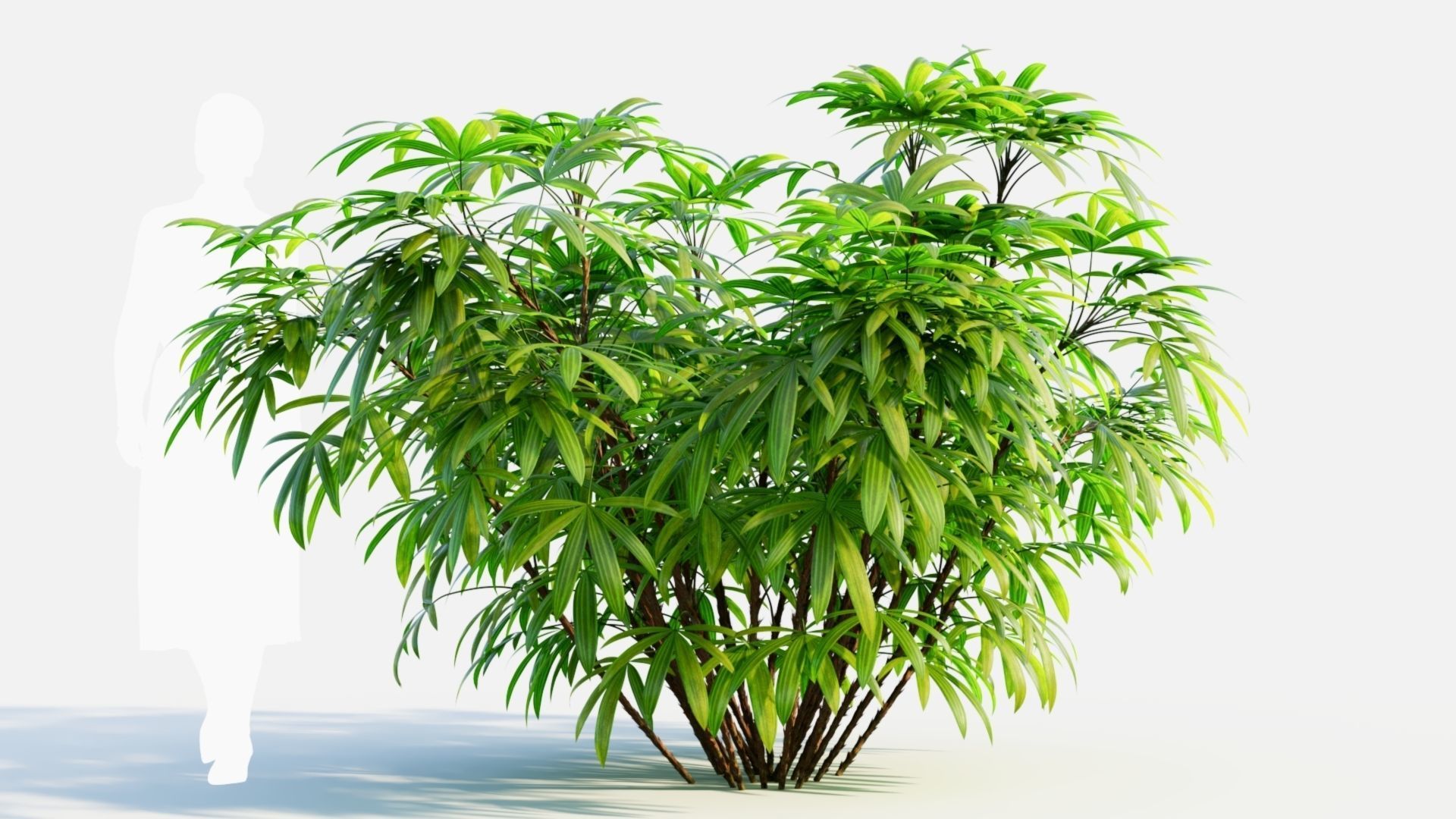 Chuniophoenix humilis c 3D model_7