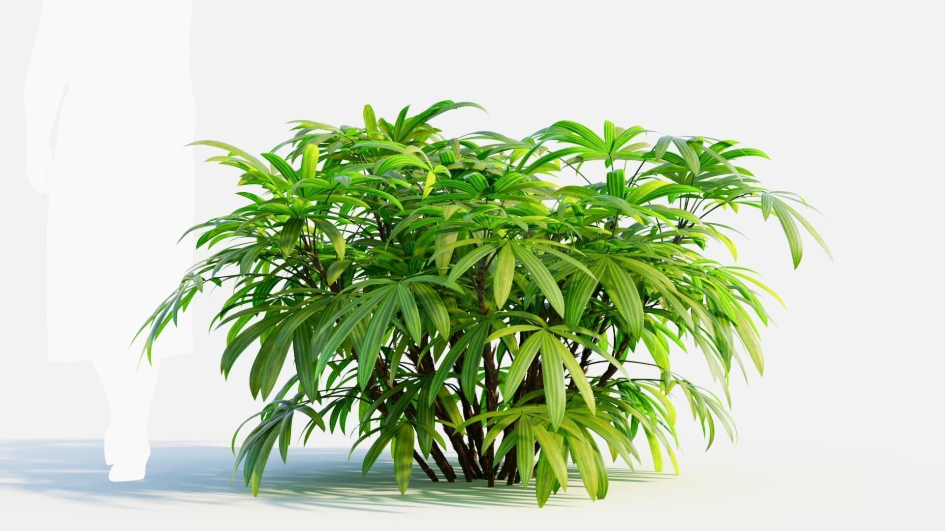 Chuniophoenix humilis c 3D model_5