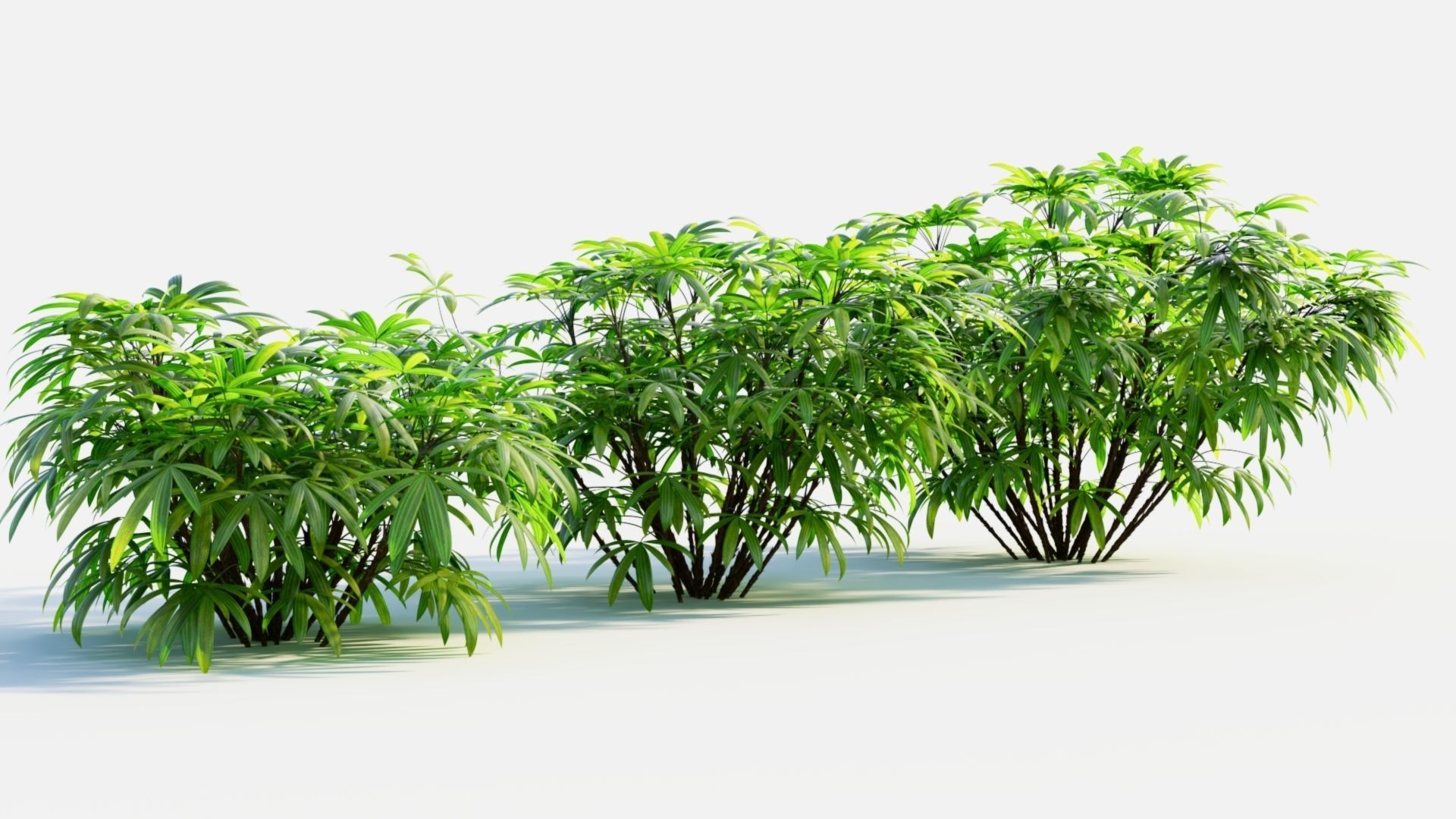 Chuniophoenix humilis c 3D model_3