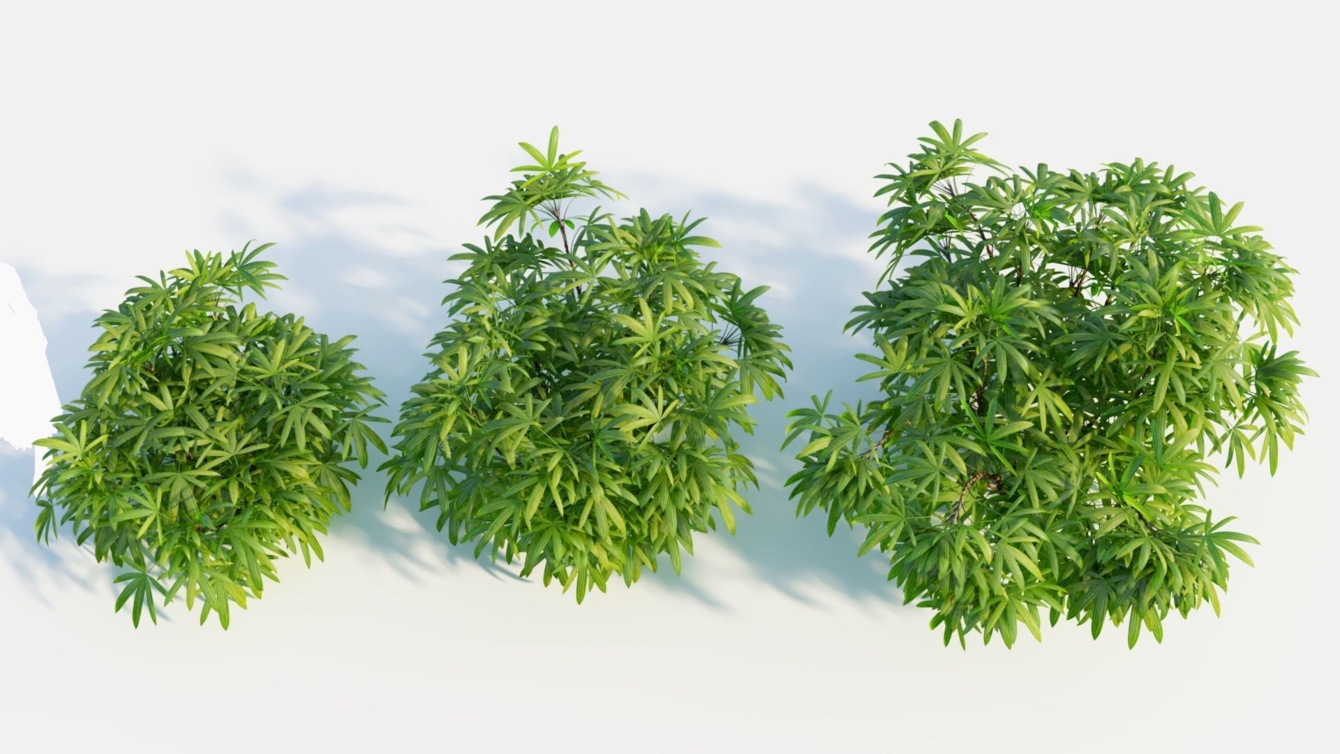 Chuniophoenix humilis c 3D model_2