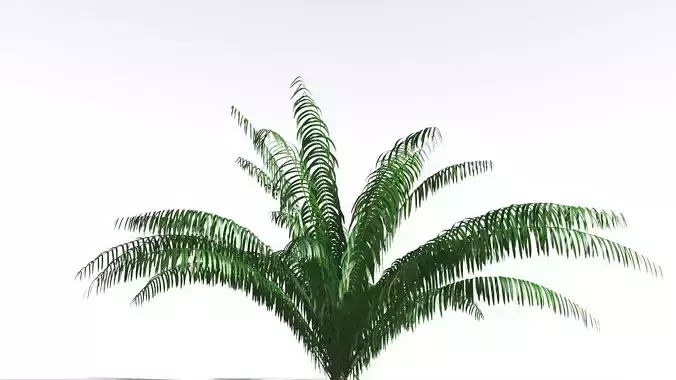 EVERYPlant Seashore Palm 3 --12 Models-- 3D model