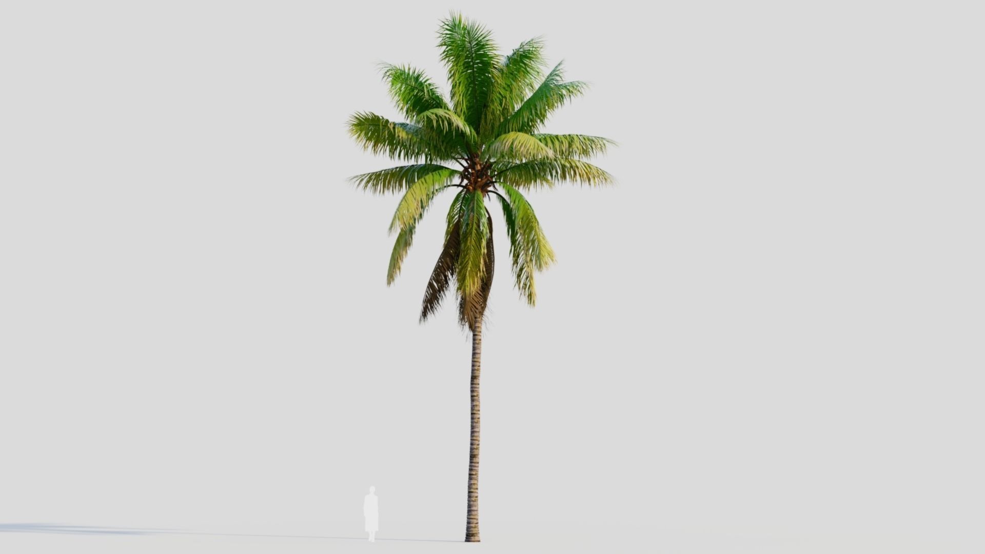 Cocos nucifera a 3D model_7