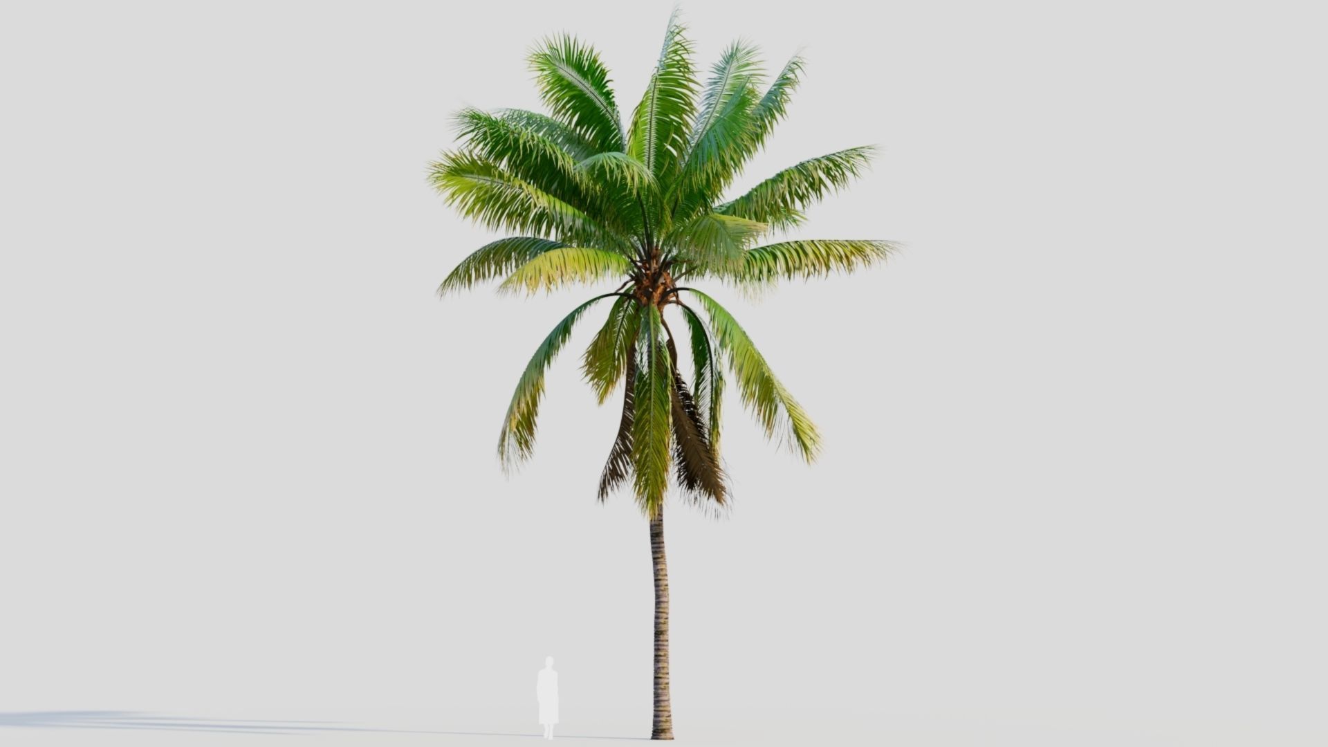 Cocos nucifera a 3D model_6