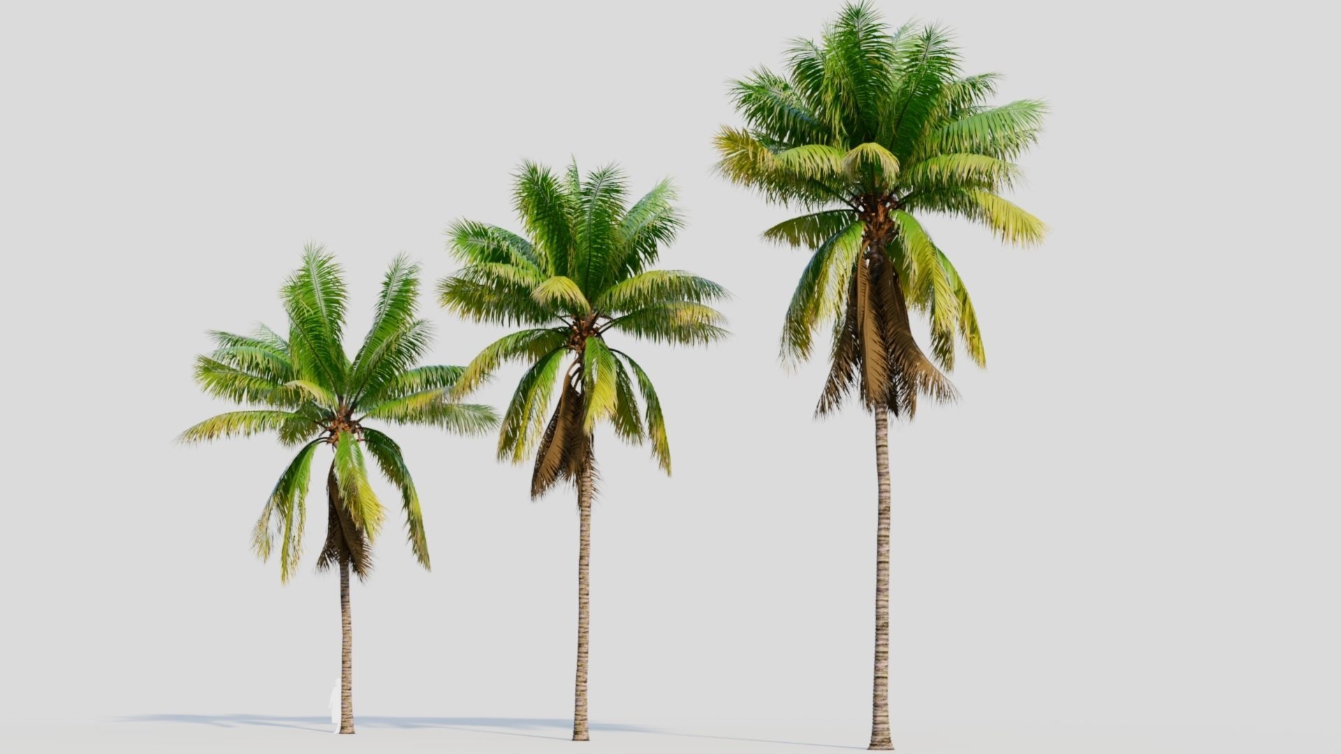 Cocos nucifera a 3D model_2