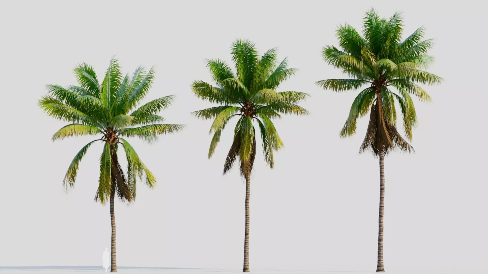 Cocos nucifera a 3D model_0