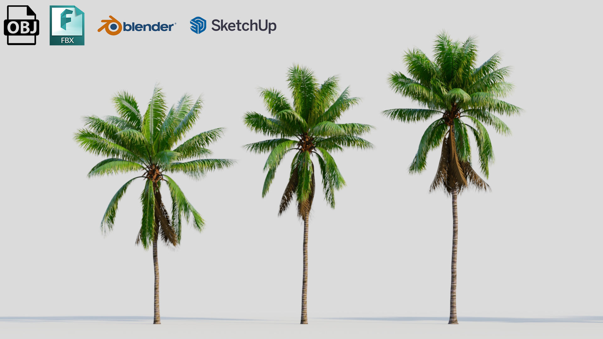 Cocos nucifera a 3D model_1