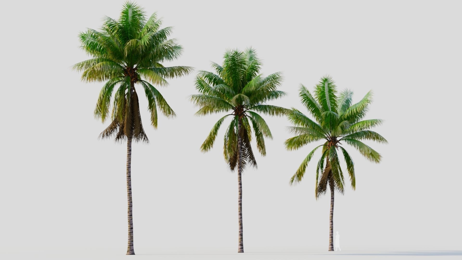 Cocos nucifera a 3D model_5