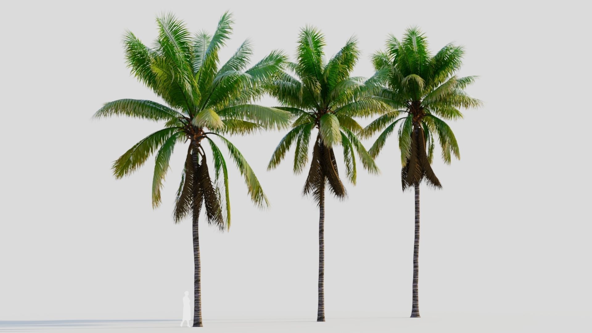 Cocos nucifera a 3D model_4